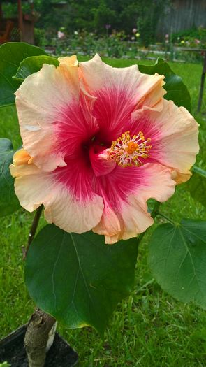 WP_20160527_11_04_13_Pro