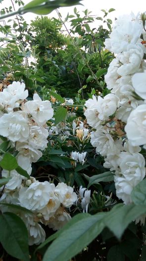 IMG-20160527-WA0000