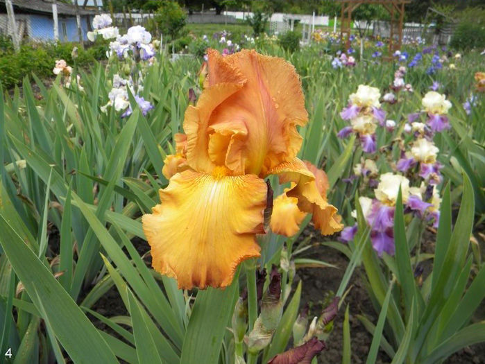 Iris Ginger Swirl - Multumiri pentru plante - 2016