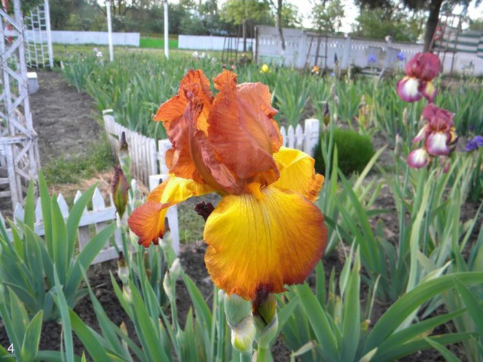 Iris Gay Lights - Multumiri pentru plante - 2016