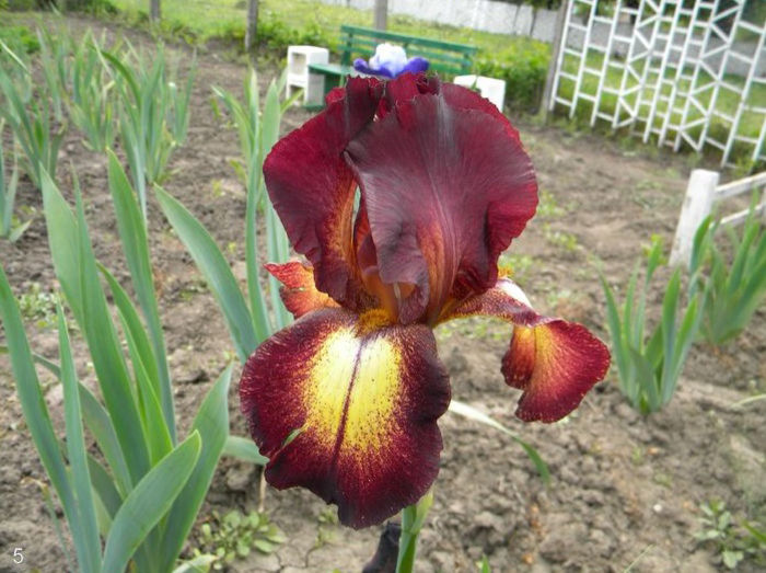 Iris Provençal - Multumiri pentru plante - 2016