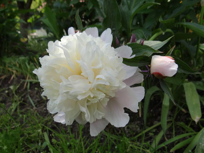 27 mai