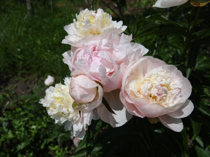 Gardenia...ar trebui sa fie