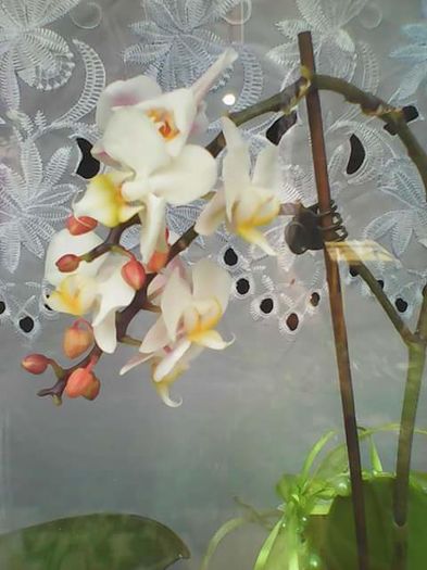 FB_IMG_1464380066429