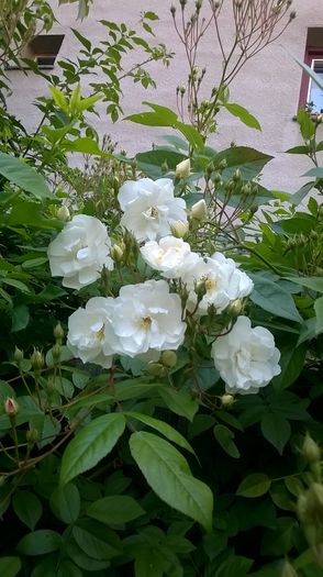 WP_20160527_074 - 2016 Gradina rozelor