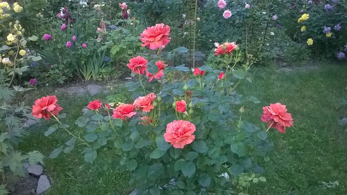 WP_20160527_077 - 2016 Gradina rozelor