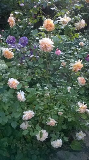 WP_20160527_090 - 2016 Gradina rozelor