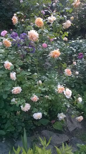 WP_20160527_092 - 2016 Gradina rozelor