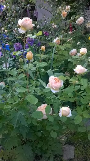 WP_20160527_093 - 2016 Gradina rozelor