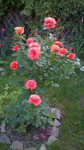 WP_20160527_094 - 2016 Gradina rozelor