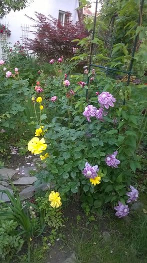 WP_20160527_100 - 2016 Gradina rozelor