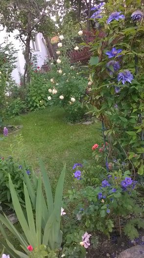 WP_20160527_122 - 2016 Gradina rozelor