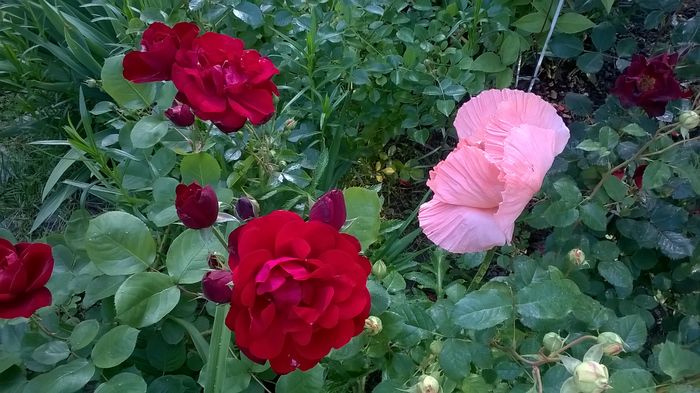 WP_20160527_124 - 2016 Gradina rozelor