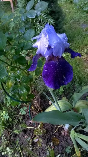 WP_20160526_036