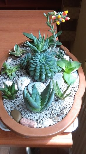 Echeveria setosa var. deminuta, boboci