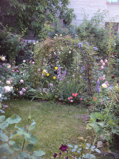 DSC02167 - 2016 Gradina rozelor