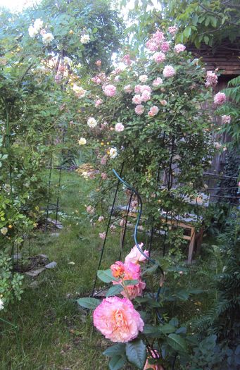 DSC02199 - 2016 Gradina rozelor