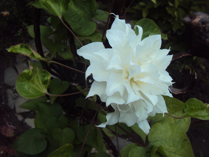 Arctic Queen - CLEMATITE