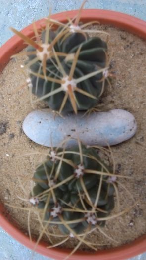 Ferocactus latispinus & Gymnocalycium ferox v. ferocior (G. castellanosii ssp. ferocius) - Cactusi 2016