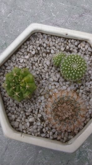 Grup de 3 cactusi - Cactusi 2016
