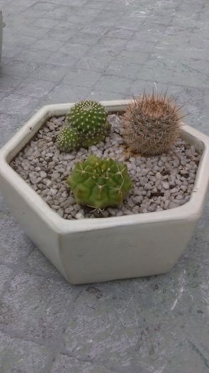 Grup de 3 cactusi - Cactusi 2016