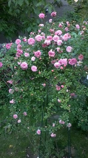 WP_20160526_088 - Paul Noel