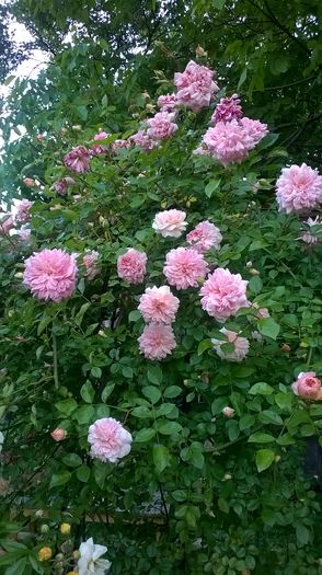 WP_20160527_117 - Paul Noel