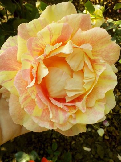 roses des cisterciens - 0 TRANDAFIRI 2016