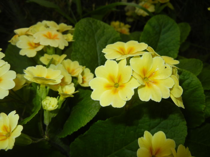 Primula polyanthus Yellow (2016, Apr.14)