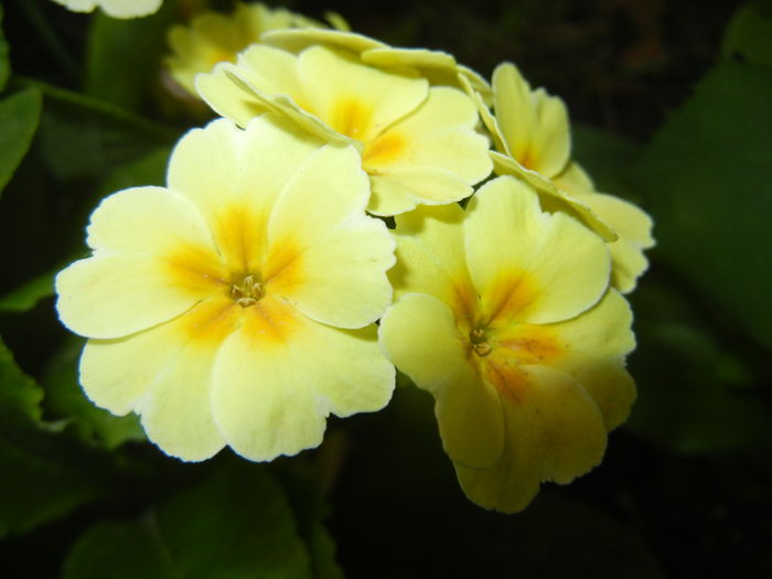 Primula polyanthus Yellow (2016, Apr.14)