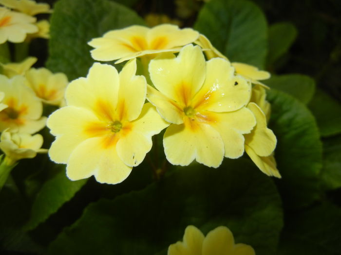 Primula polyanthus Yellow (2016, Apr.14)