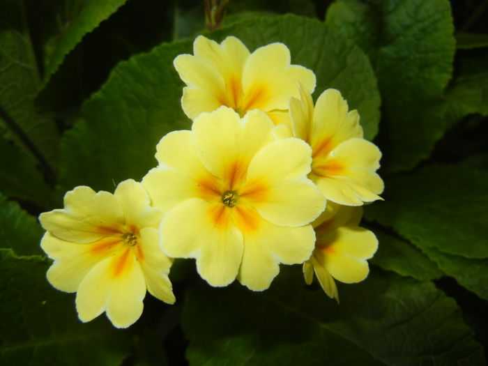 Primula polyanthus Yellow (2016, Apr.14)