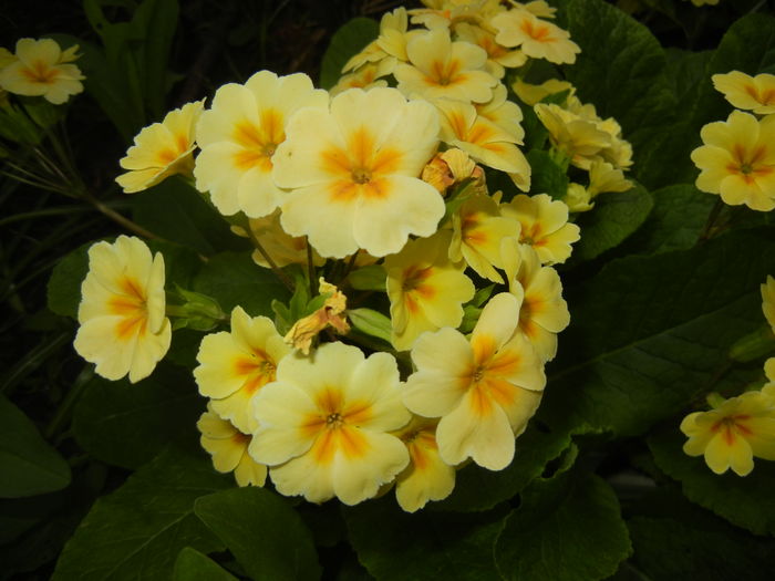 Primula polyanthus Yellow (2016, Apr.14) - Primula polyanthus Yellow