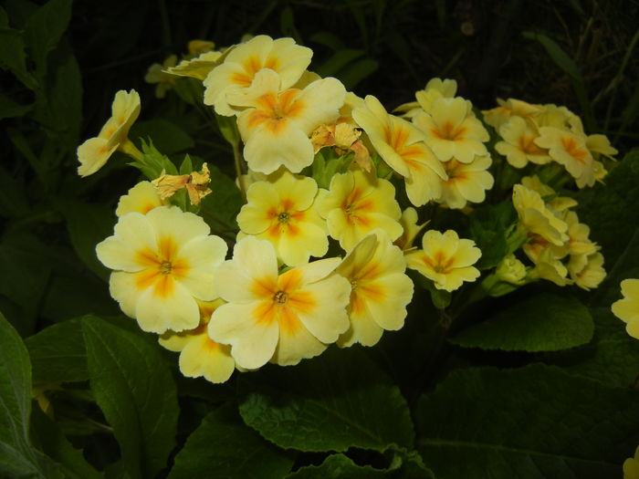 Primula polyanthus Yellow (2016, Apr.14)