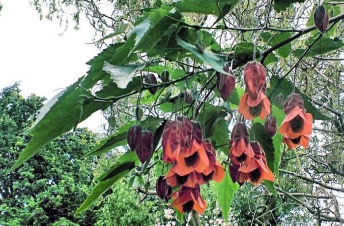 abutilon kentish bele - Abutiloni