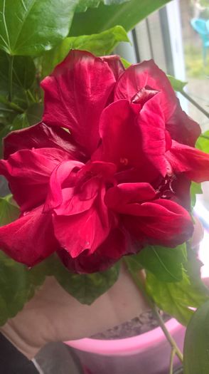 WP_20160516_10_13_17_Pro - hibiscus