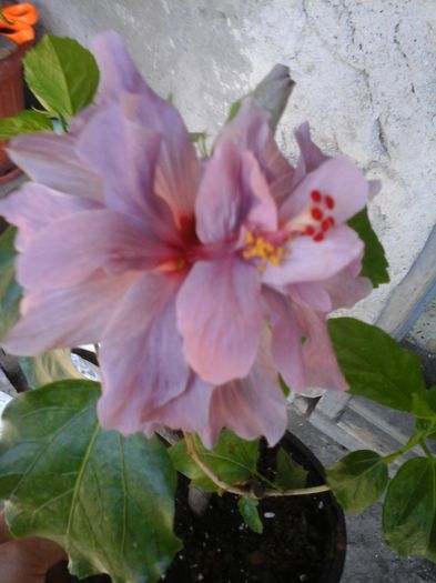 20160528_115138 - Hibiscus Blue Diamond