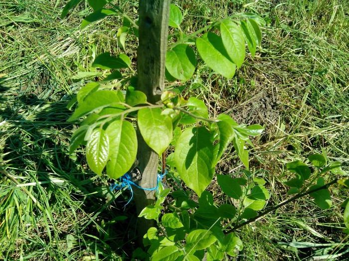 Diospyros_virginiana_Szukiss; Diospyros virginiana, cv. Szukiss
