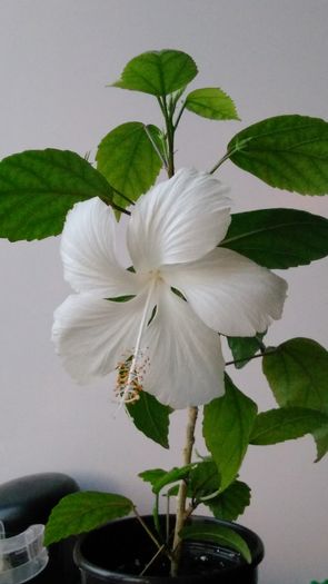 IMG_20160523_203607 - Hibiscus 2016