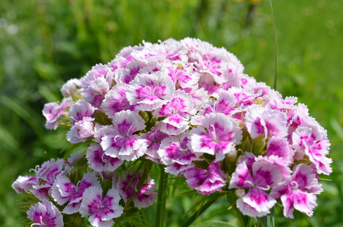 DSC_0015 - 28 mai 2016