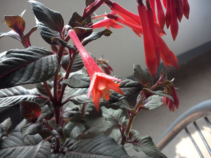WIN_20160528_124054 - diverse_floricele
