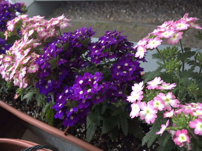 WIN_20160528_131208 - diverse_floricele