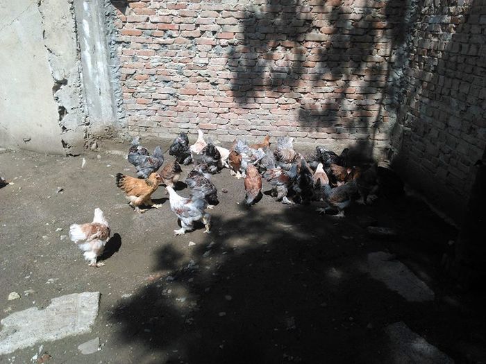 13285587_1113033532052867_1242939462_n