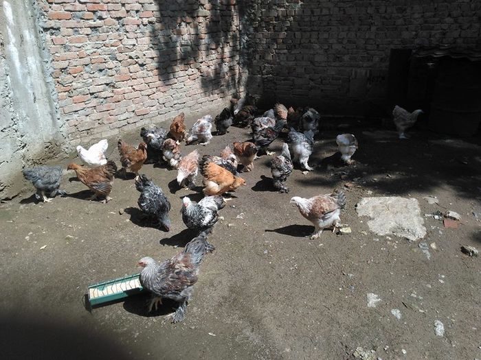 13285669_1113033502052870_1508508953_n