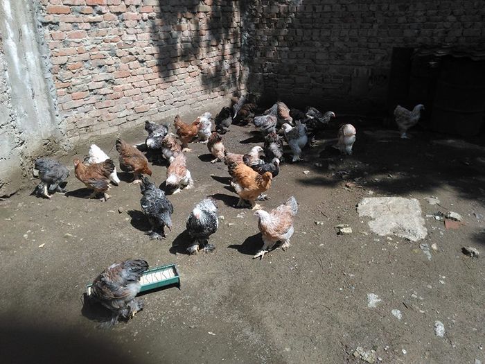 13289108_1113033468719540_1398462944_n