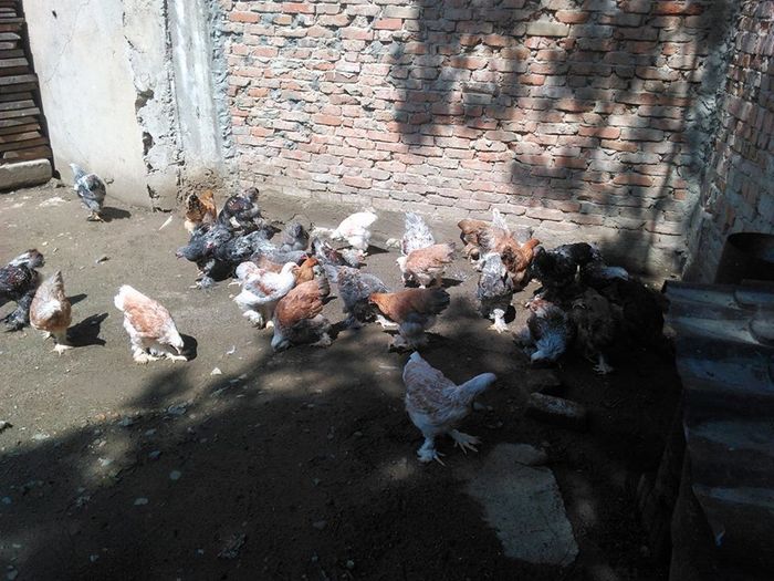 13318600_1113033542052866_1373083217_n