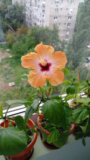 IMG_20160516_182741 - Hibiscus 2016