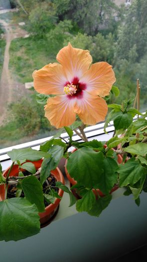 IMG_20160516_182744 - Hibiscus 2016