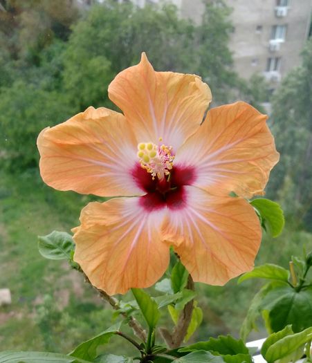 IMG_20160517_122911 - Hibiscus 2016