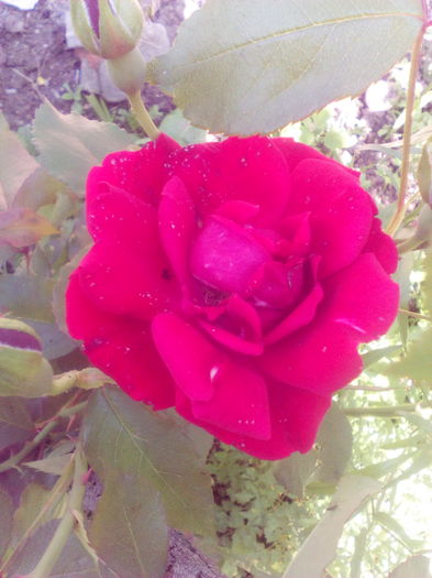 1464438815081260438069